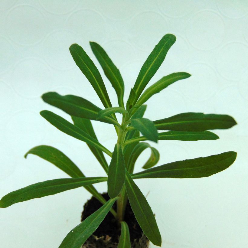 Erysimum Poem Lavender – Muurbloem (Blad)