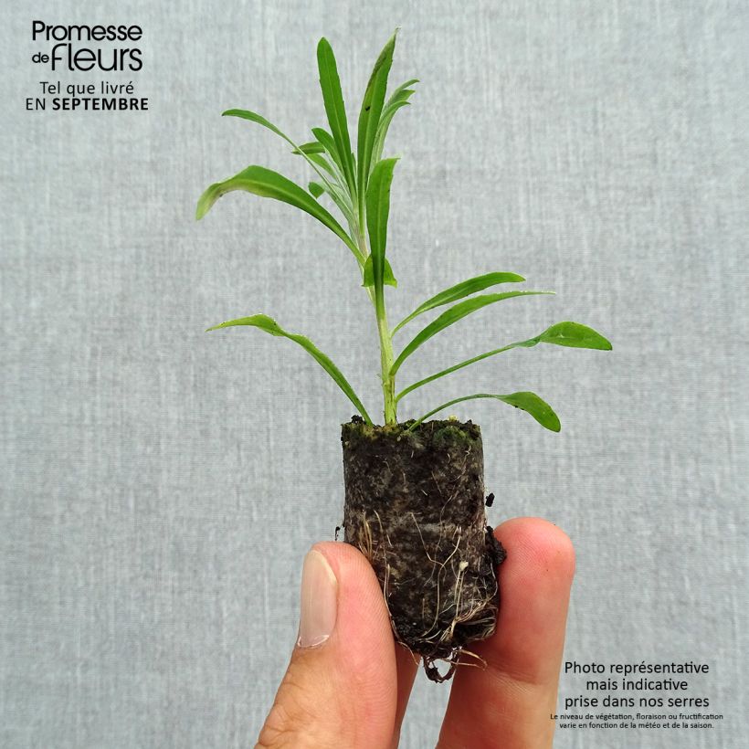 Exemplaar van Erysimum Poem Lavender – Muurbloem Mini-mot Ø 3/4 cm zoals geleverd in de herfst