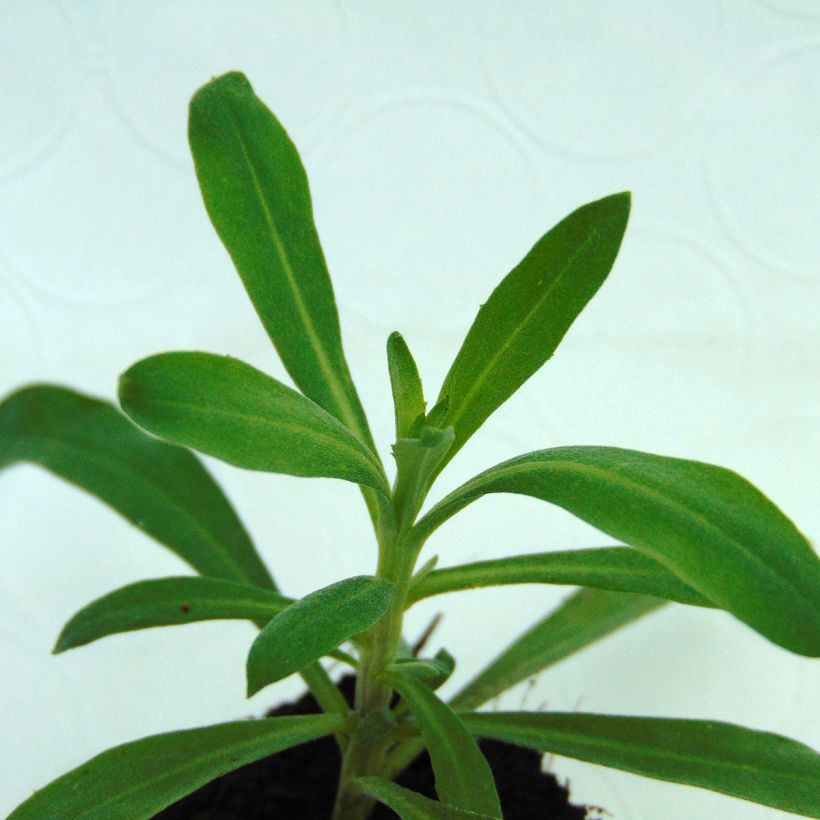 Erysimum Rysi Moon – Muurbloem (Blad)