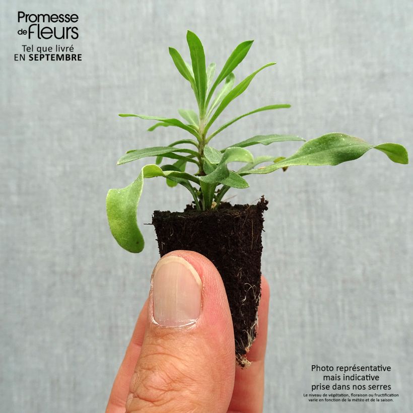 Exemplaar van Erysimum Rysi Moon – Muurbloem Mini-mot Ø 3/4 cm zoals geleverd in de herfst