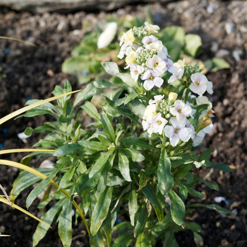 Erysimum Rysi Moon – Muurbloem (Groeiplaats)