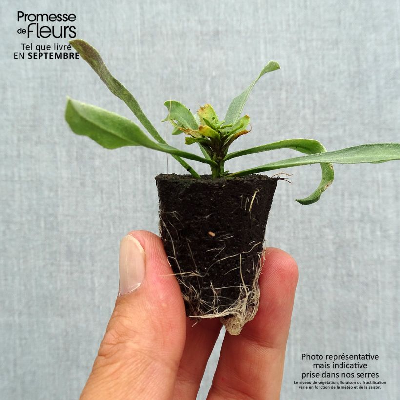 Exemplaar van Erysimum linifolium Winter Charm – Muurbloem Mini-mot Ø 3/4 cm zoals geleverd in de herfst