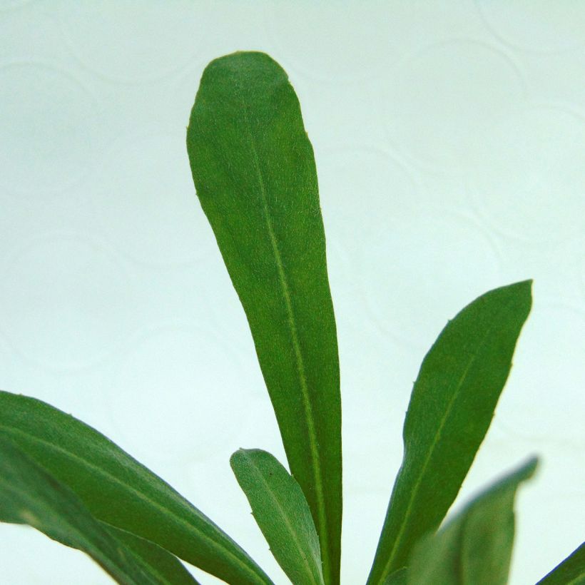 Erysimum Winter Light – Muurbloem (Blad)