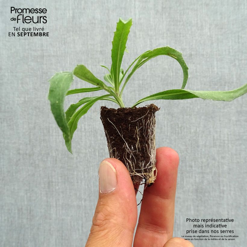 Exemplaar van Erysimum Winter Orchid – Muurbloem Mini-mot Ø 3/4 cm zoals geleverd in de herfst