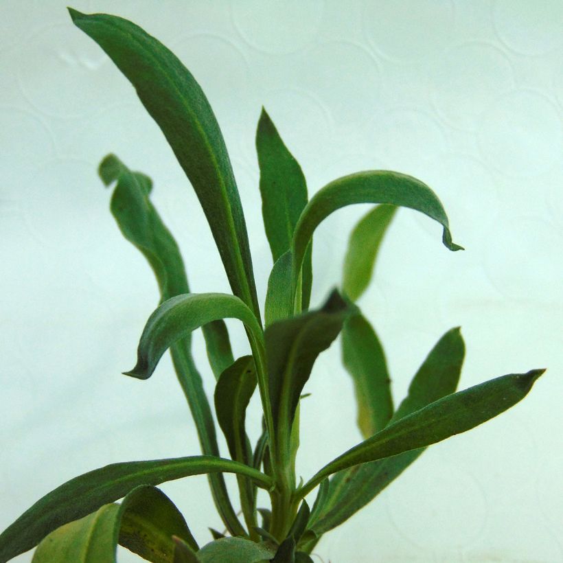 Erysimum Winter Passion – Muurbloem (Blad)