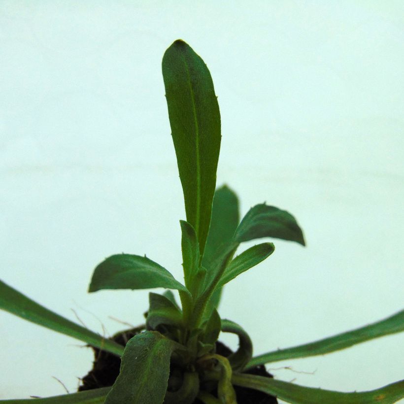 Erysimum Winter Romance (plugplanten) – Muurbloem (Blad)