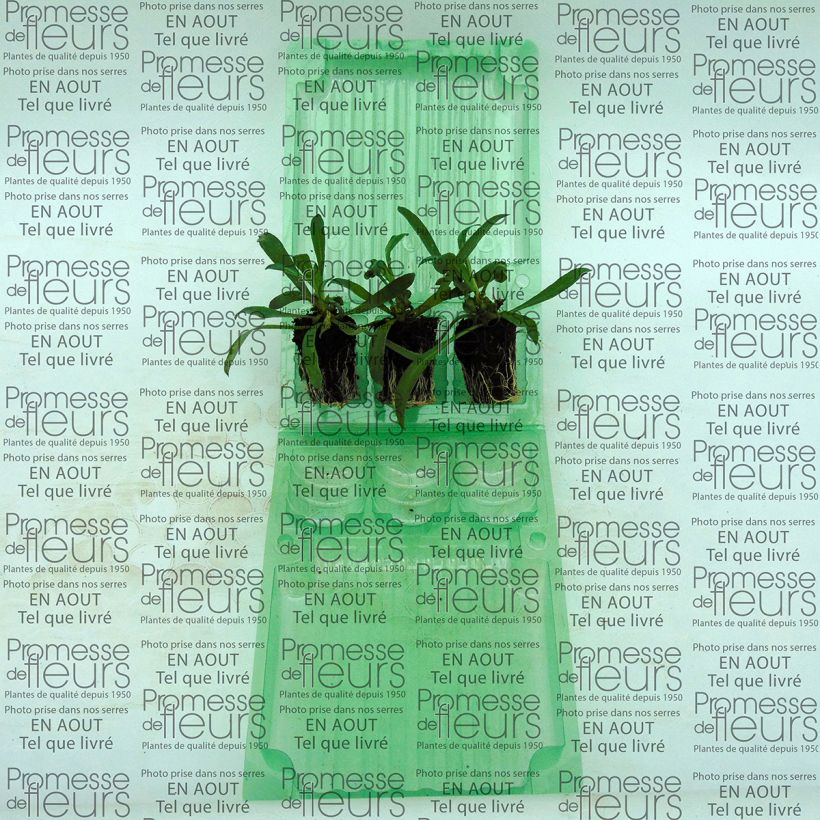 Voorbeeld van een exemplaar van Erysimum Winter Romance (plugplanten) – Muurbloem Mini-mot Ø 3/4 cm zoals geleverd