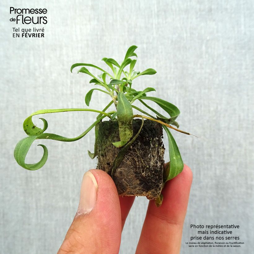 Exemplaar van Erysimum cheiri Artist Gogh's Gold – Muurbloem Mini-mot Ø 1,5/2,5 cm zoals geleverd in de herfst