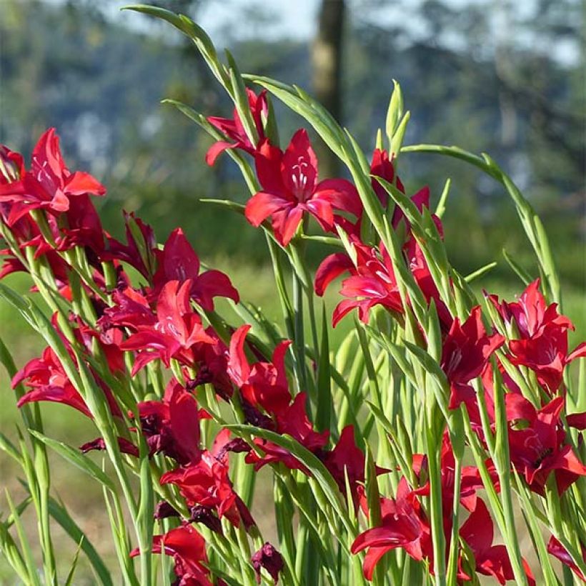 Gladiolus colvillei Robinetta - Colville-gladiool (Bloei)