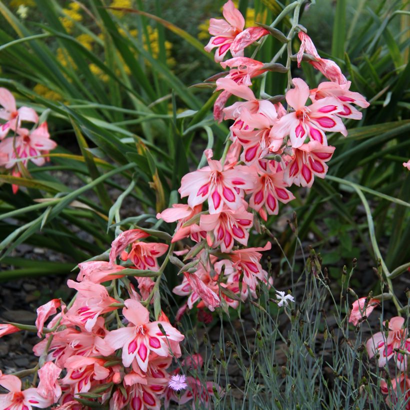 Gladiolus nanus Nathalie - Dwerggladiool (Bloei)