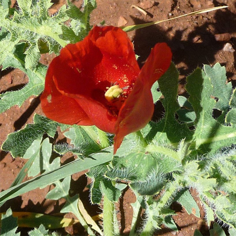 Glaucium corniculatum - Rode hoornpapaver (Bloei)