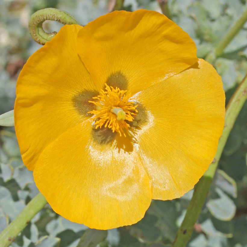 Glaucium flavum - Gele hoornpapaver (Bloei)