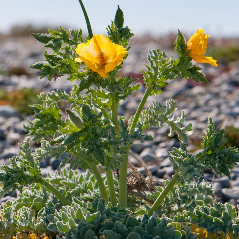 Glaucium flavum - Gele hoornpapaver (Groeiplaats)