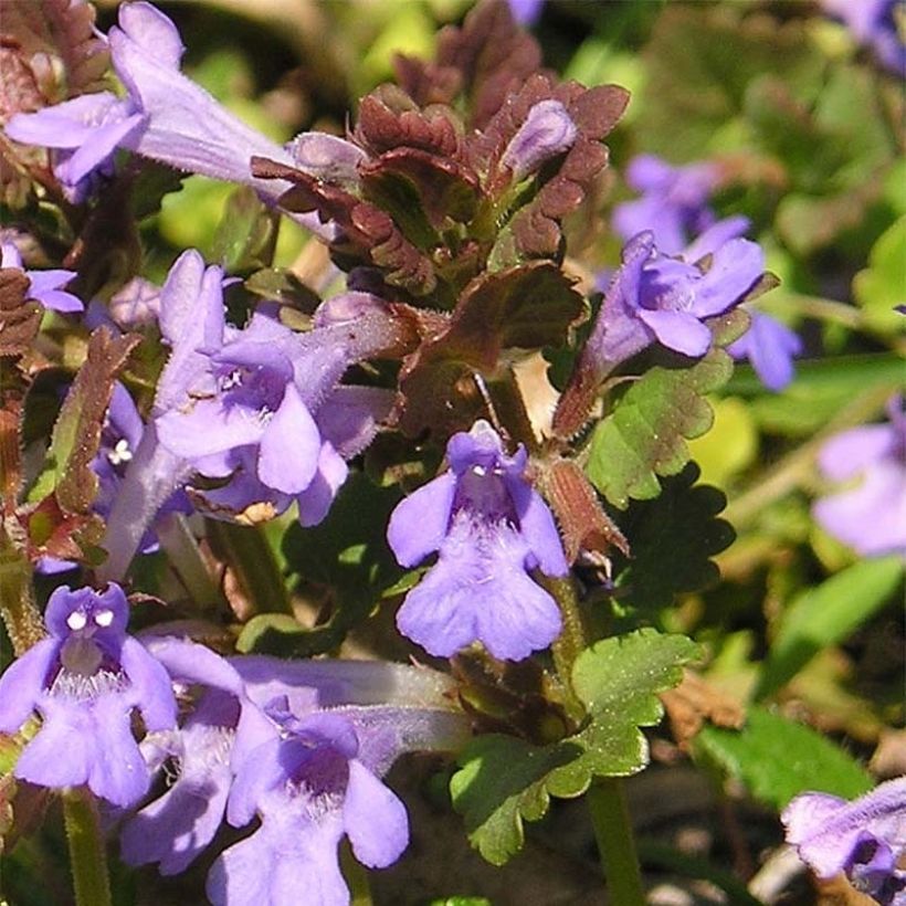 Glechoma hederacea - Hondsdraf (Bloei)