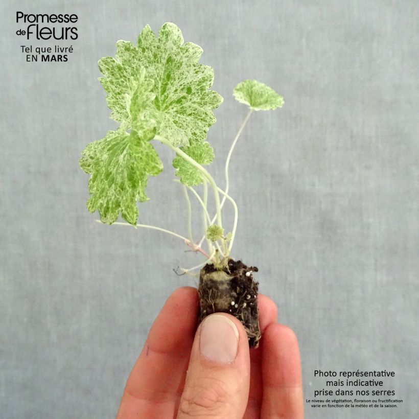 Example of Glechoma hederacea Dappled Light - Hondsdraf Mini-mot Ø 1,5/2,5 cm as you get in printemps