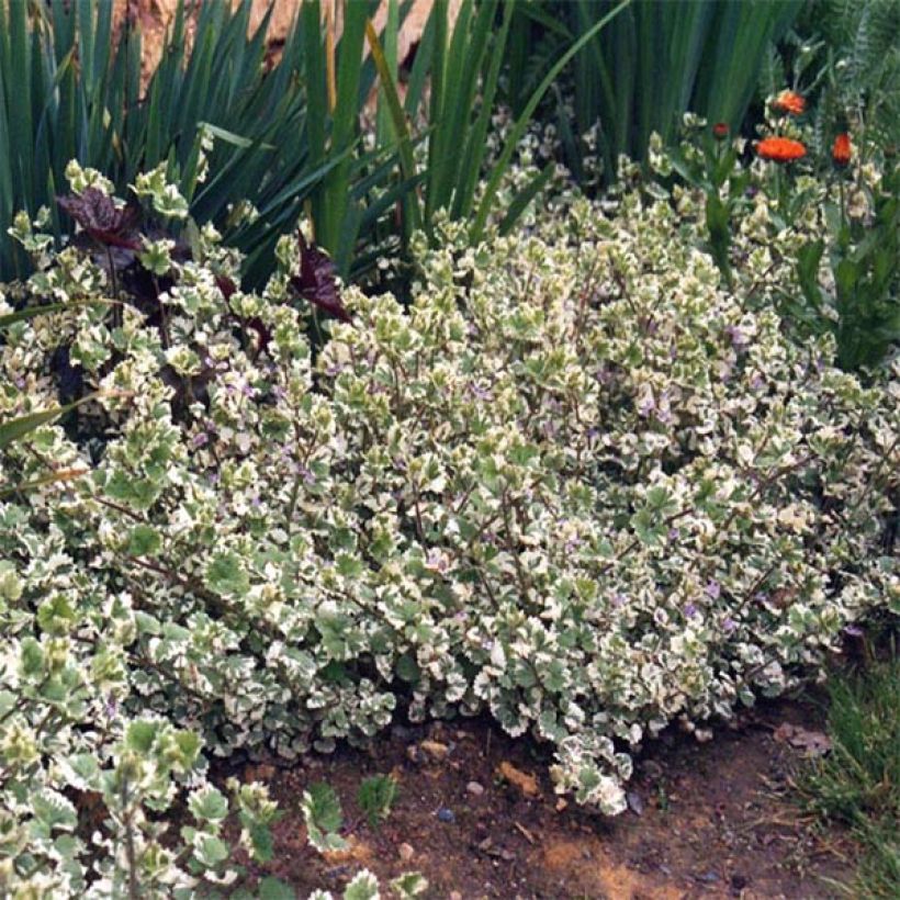 Glechoma hederacea Variegata - Hondsdraf (Foliage)