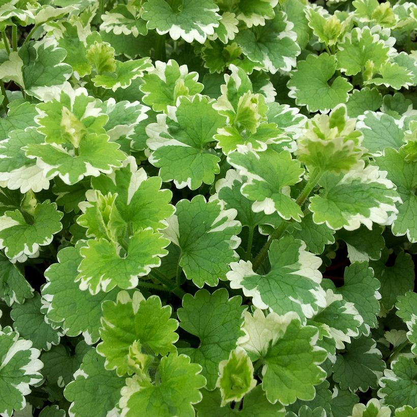 Glechoma hederacea Variegata - Hondsdraf (Blad)
