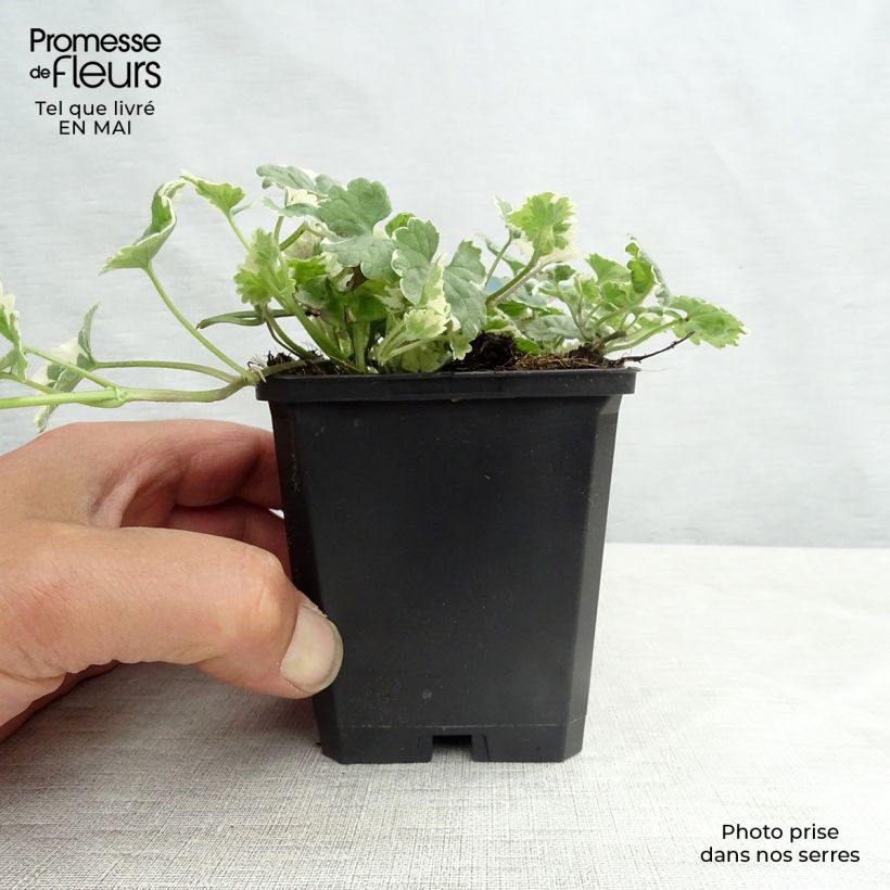 Example of Glechoma hederacea Variegata - Hondsdraf Kweekpotje van 8/9 cm as you get in printemps