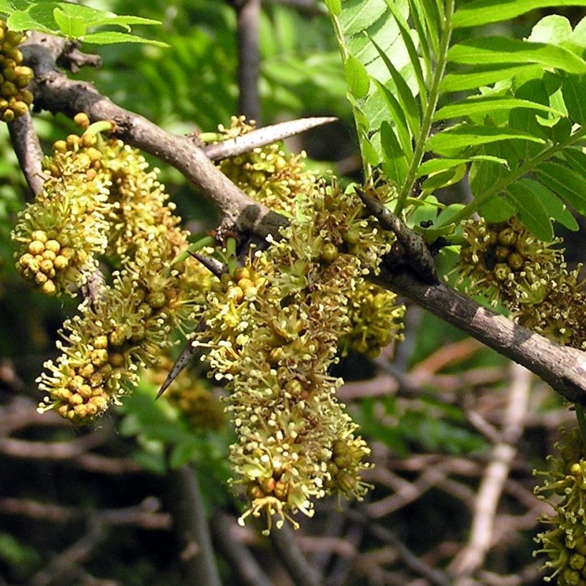 Gleditsia triacanthos - Valse christusdoorn (Flowering)