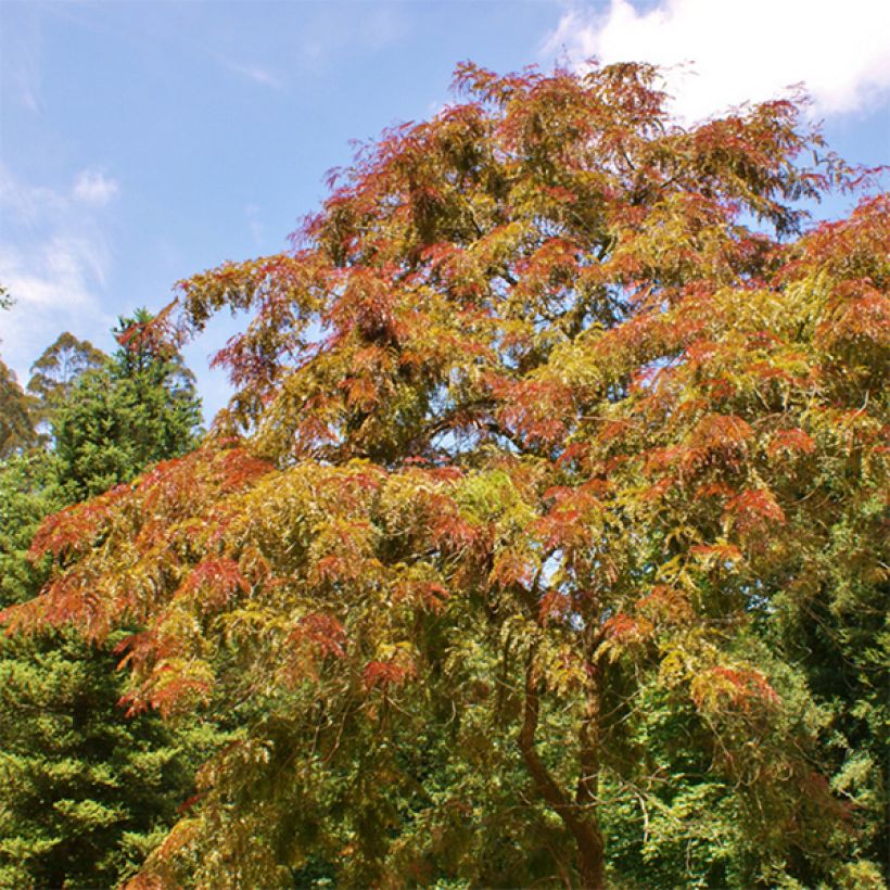 Gleditsia triacanthos Rubylace - Valse christusdoorn (Plant habit)