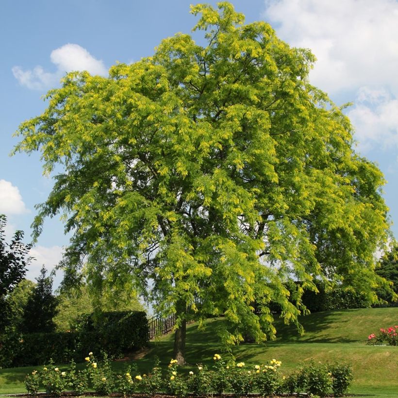 Gleditsia triacanthos Shademaster - Valse christusdoorn (Groeiplaats)