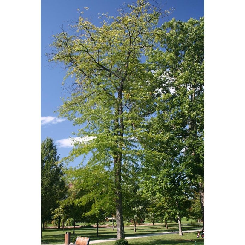Gleditsia triacanthos Skyline - Valse christusdoorn (Plant habit)