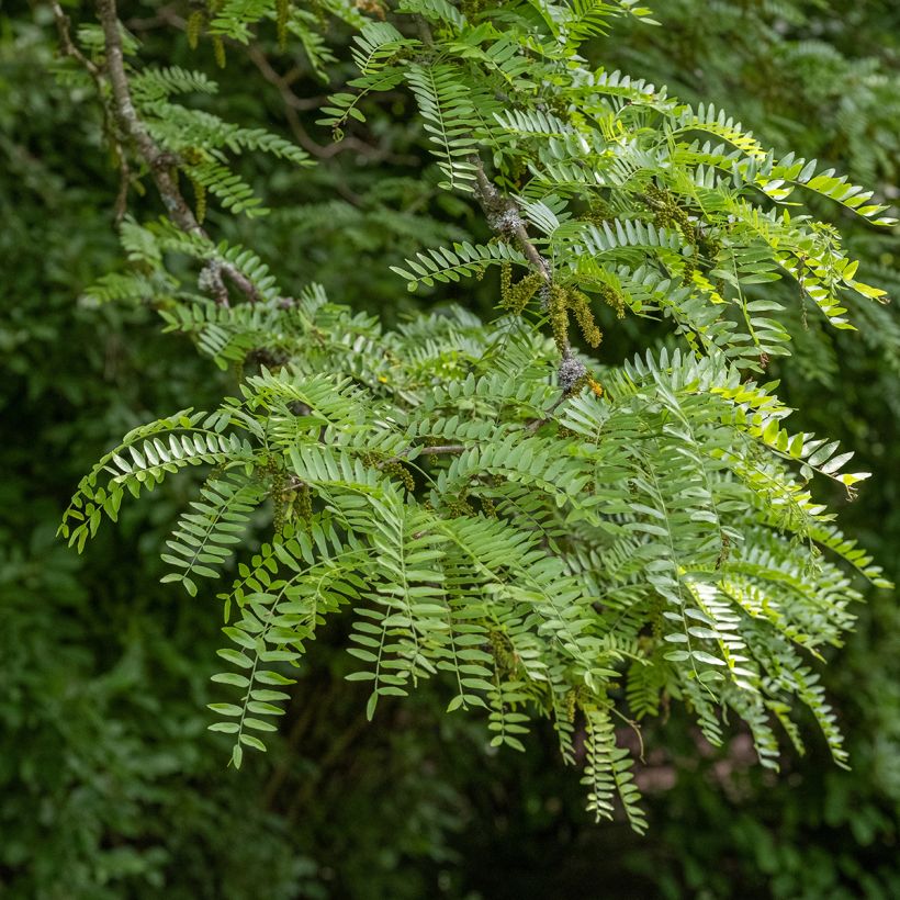 Gleditsia triacanthos Skyline - Valse christusdoorn (Foliage)