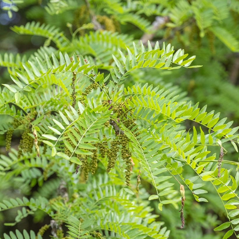 Gleditsia triacanthos Skyline - Valse christusdoorn (Flowering)
