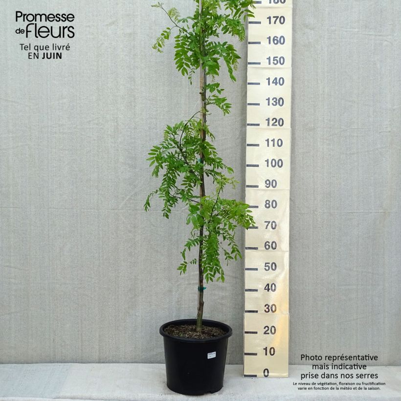 Example of Gleditsia triacanthos Skyline - Valse christusdoorn Pot van 12 l/15 l, Kroonhoogte as you get in printemps