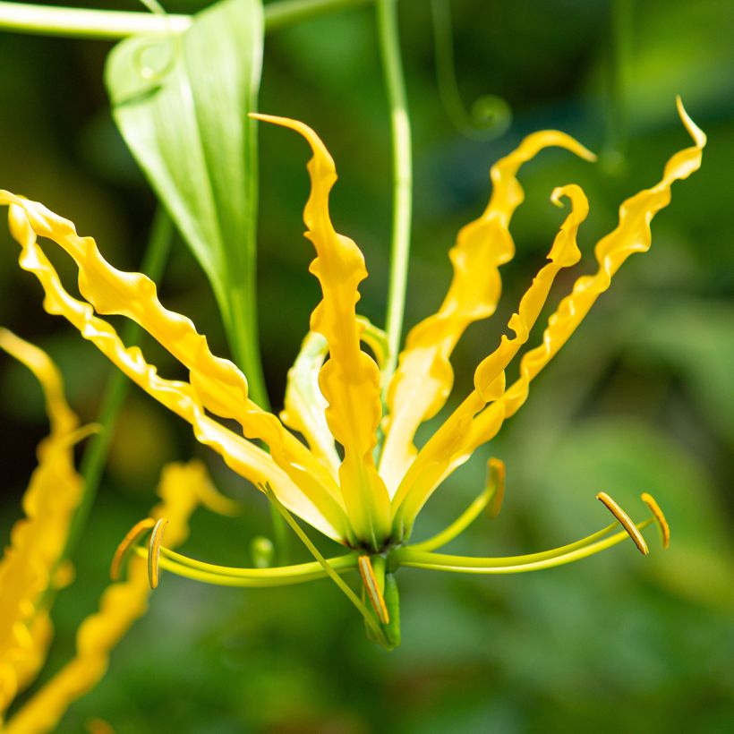 Gloriosa lutea - Klimlelie (Bloei)