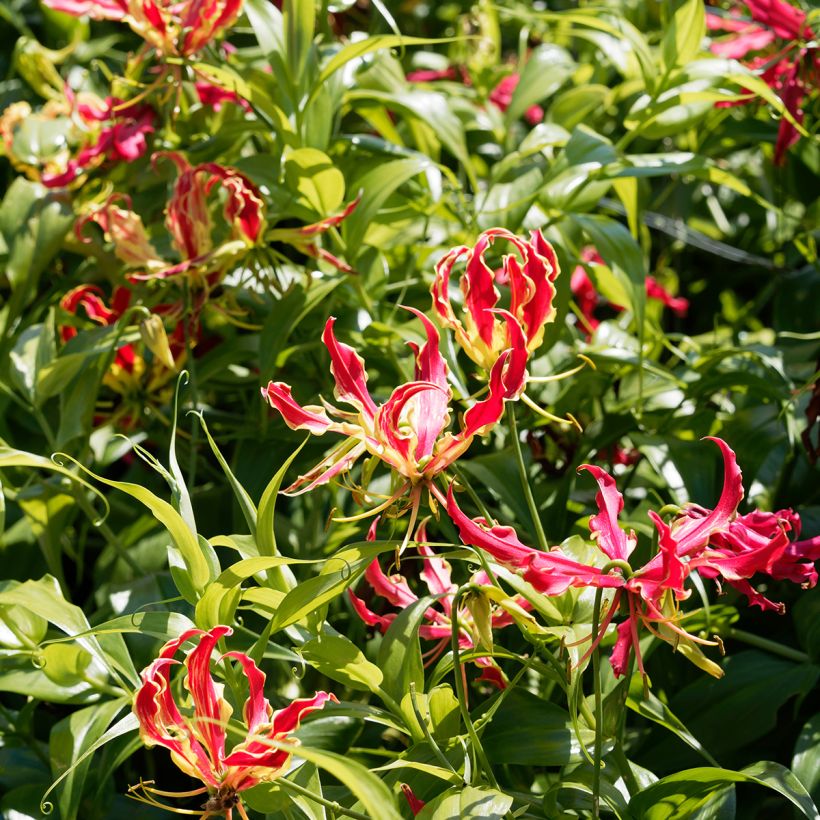 Gloriosa rothschildiana - Klimlelie (Groeiplaats)