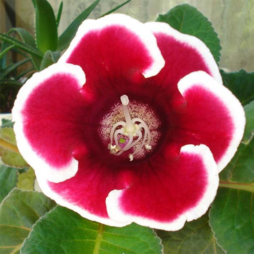 Gloxinia Kaiser Friedrich - Kamergloxinia (Bloei)