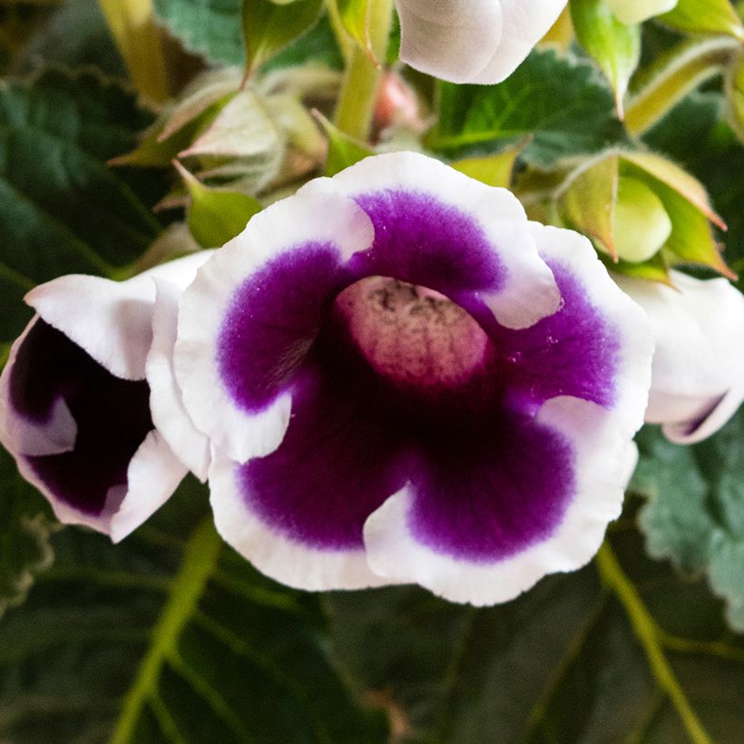 Gloxinia Kaiser Wilhelm - Kamergloxinia (Bloei)