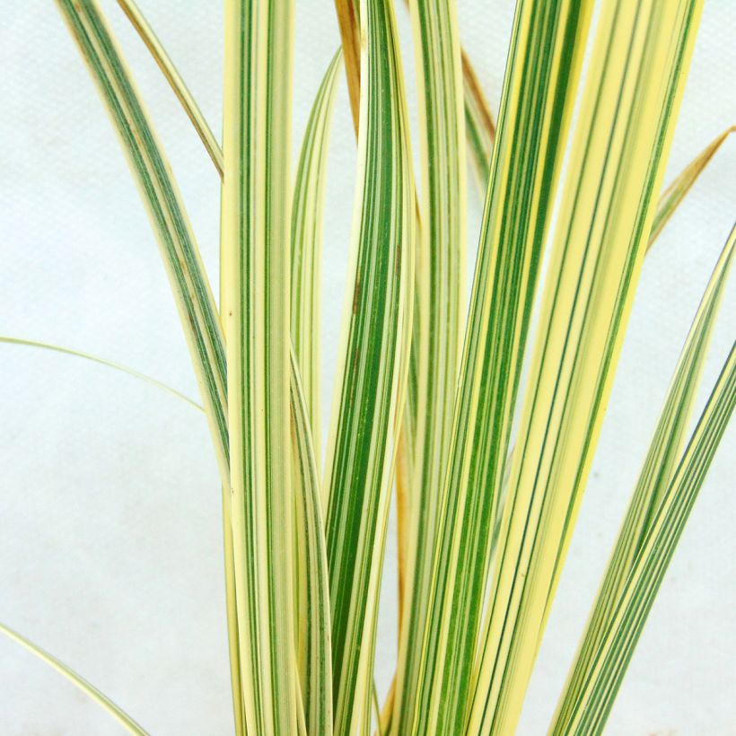 Glyceria maxima Variegata - Liesgras (Blad)