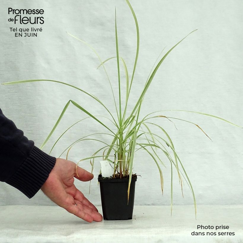 Exemplaar van Glyceria maxima Variegata - Liesgras Kweekpotje van 8/9 cm zoals geleverd in de zomer
