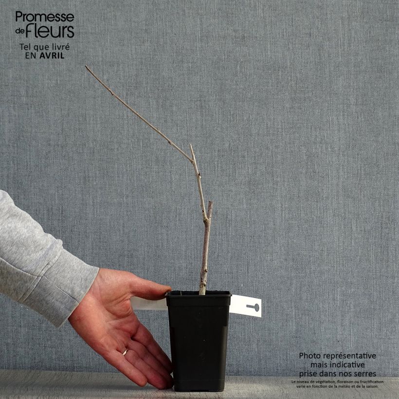 Exemplaar van Wisteria Grande Diva Cecilia - Blauwe regen Kweekpotje van 8/9 cm zoals geleverd in de lente