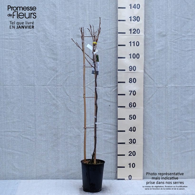 Exemplaar van Wisteria Grande Diva Cecilia - Blauwe regen Pot van 4 l/5 l zoals geleverd in de winter