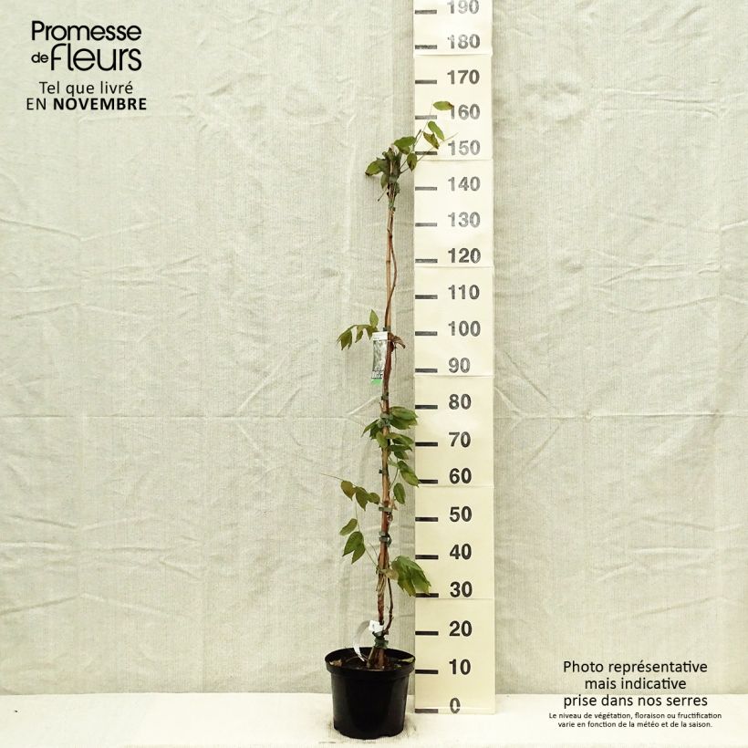 Exemplaar van Wisteria brachybotrys White Silk - Japanse blauweregen Pot van 4 l/5 l zoals geleverd in de herfst