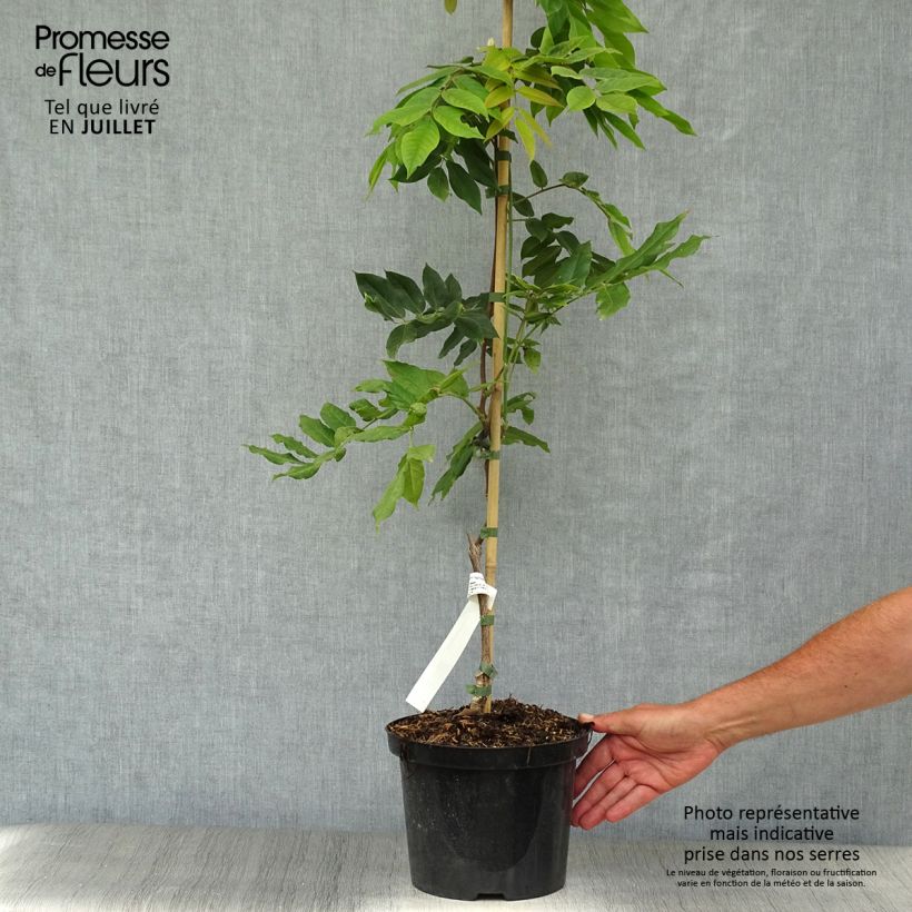 Exemplaar van Wisteria brachybotrys White Silk - Japanse blauweregen Pot van 4 l/5 l zoals geleverd in de zomer