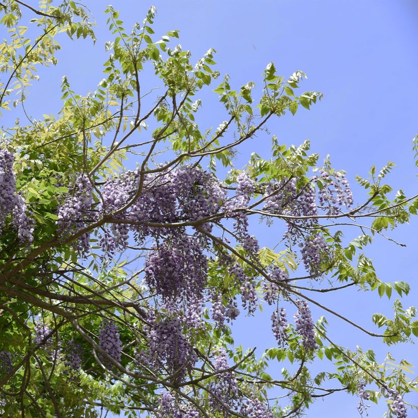 Wisteria brachybotrys Yokohama Fuji - Japanse blauweregen (Groeiplaats)