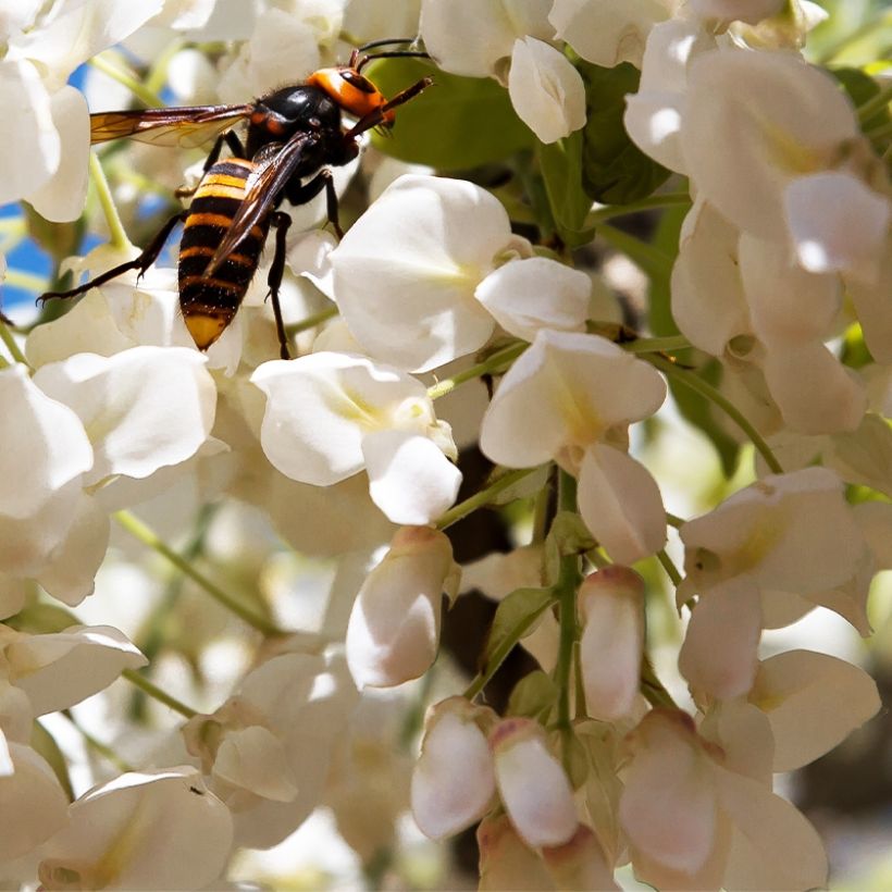 Wisteria frutescens var. macrostachya Clara Mack - Amerikaanse blauwe regen (Bloei)