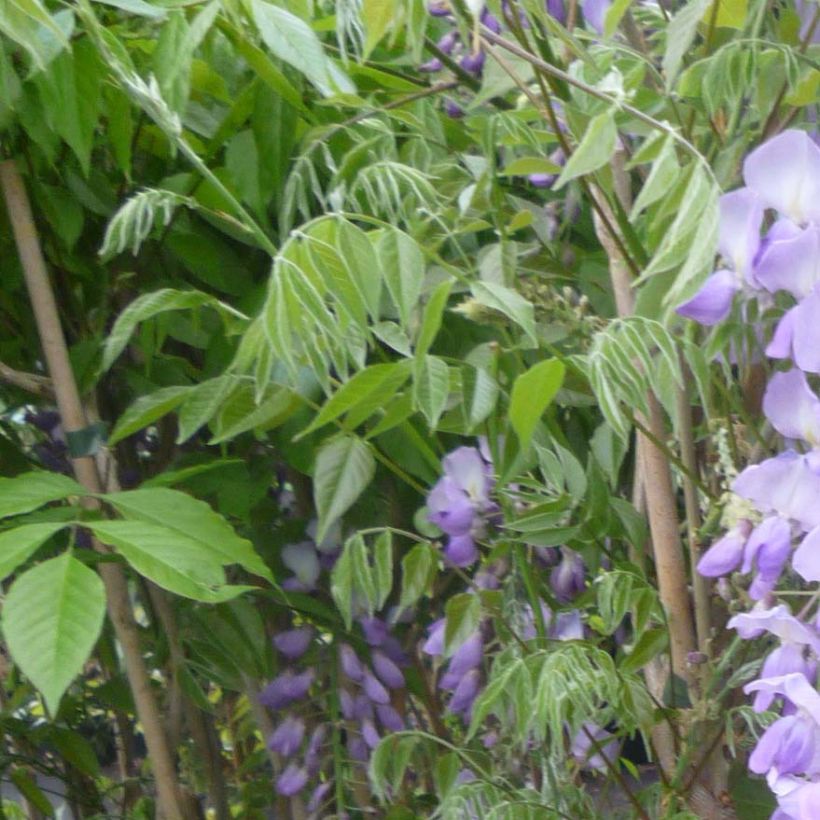 Wisteria sinensis Caroline - Blauweregen (Blad)