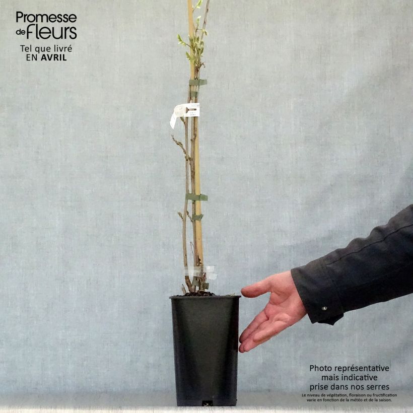 Exemplaar van Wisteria sinensis Caroline - Blauweregen Pot van 2 l/3 l zoals geleverd in de lente