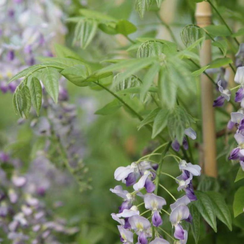 Wisteria sinensis Prolific - Blauweregen (Blad)