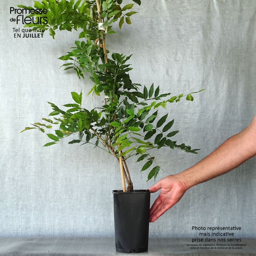 Exemplaar van Wisteria sinensis Alba - Blauweregen wit Pot van 2 l/3 l zoals geleverd in de zomer