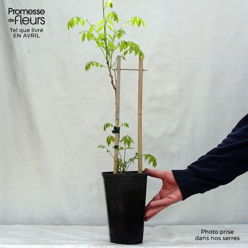 Exemplaar van Wisteria sinensis Prolific - Blauweregen Pot van 1,5 l/2 l zoals geleverd in de lente