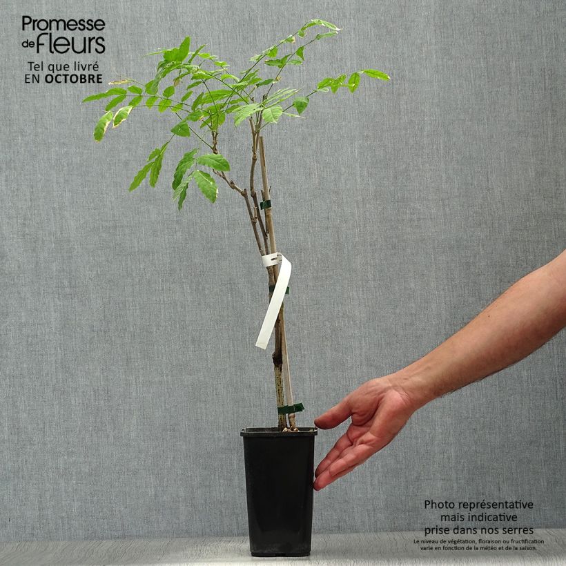 Exemplaar van Wisteria sinensis Prolific - Blauweregen Pot van 1,5 l/2 l zoals geleverd in de herfst