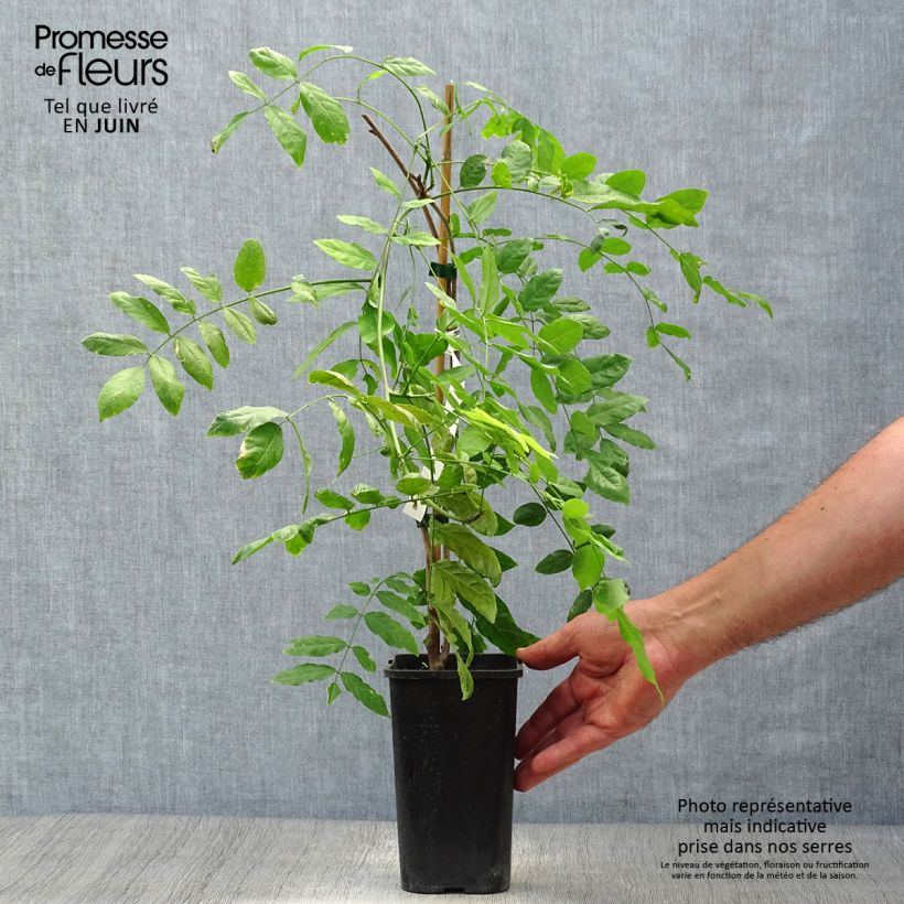 Exemplaar van Wisteria sinensis Prolific - Blauweregen Pot van 1,5 l/2 l zoals geleverd in de zomer