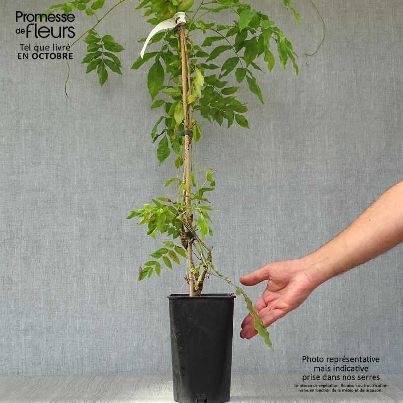 Exemplaar van Millettia japonica Satsuma - Zomerglycine Pot van 2 l/3 l zoals geleverd in de herfst