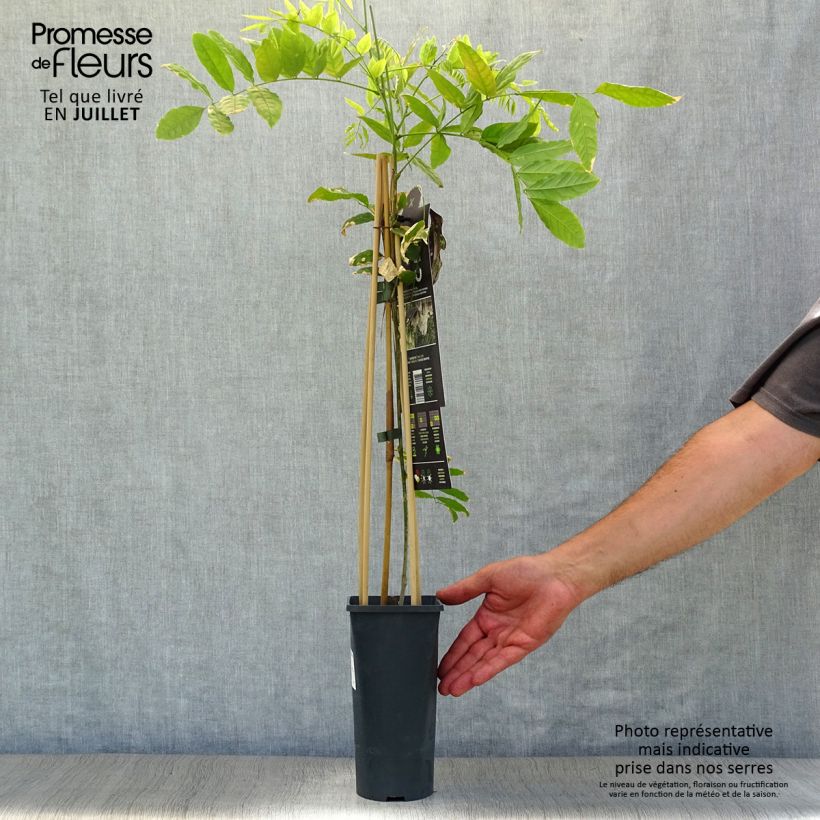 Exemplaar van Wisteria floribunda Alba - Blauweregen Pot van 1,5 l/2 l zoals geleverd in de zomer